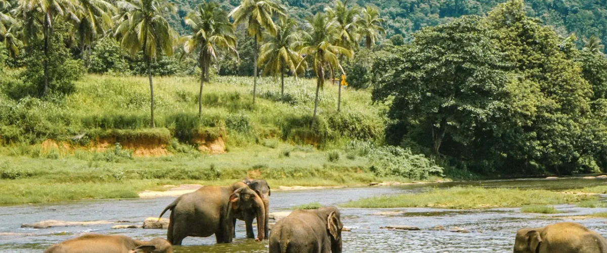 KS-Elephant-Sanctuary